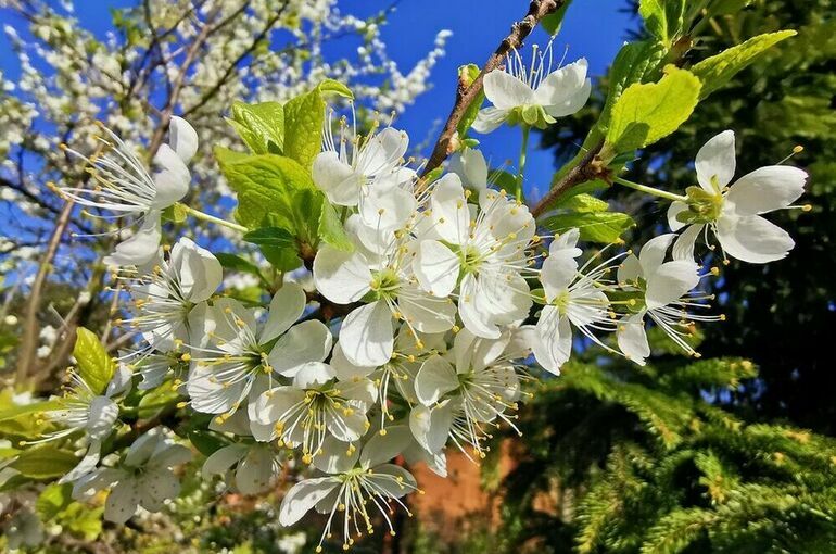 В Невском экологическом конгрессе примут участие тысячи молодых людей