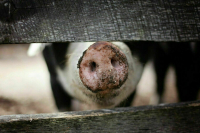 В Саратовской области объявили режим ЧС из-за африканской чумы свиней