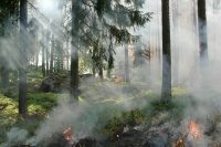 В России за сутки потушили 104 природных пожара