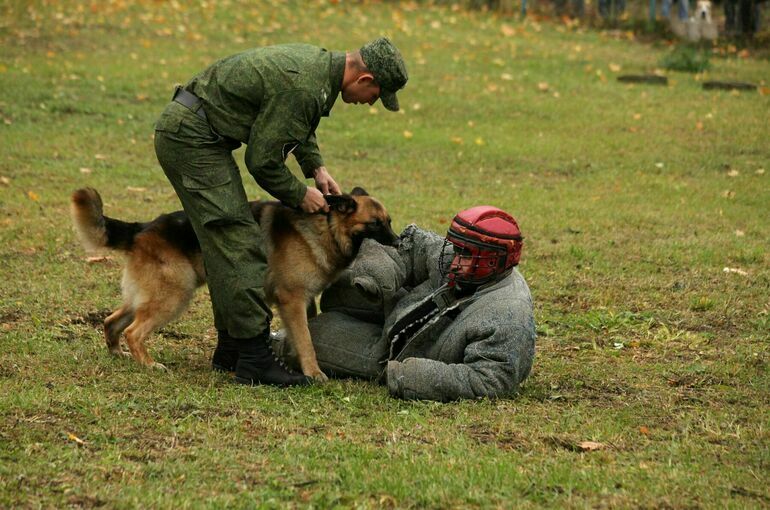 В Вооруженных силах РФ будут вести племенную работу