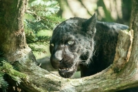 В Волгоградской области пантера напала на ребенка на экоферме