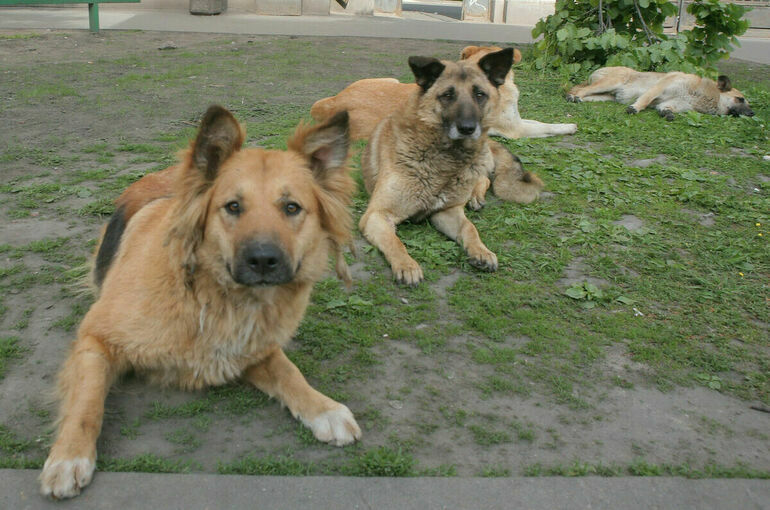 Отлов бродячих собак хотят регулировать законодательством в сфере обращения с животными
