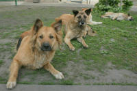 Отлов бродячих собак хотят регулировать законодательством в сфере обращения с животными