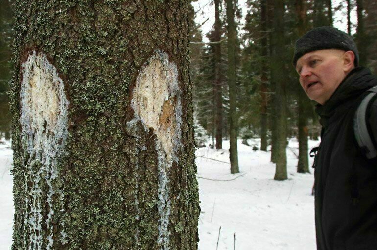 Лесопатологи не дадут короеду съесть российские леса