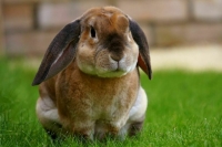 Кроликам хотят запретить размножаться в темноте