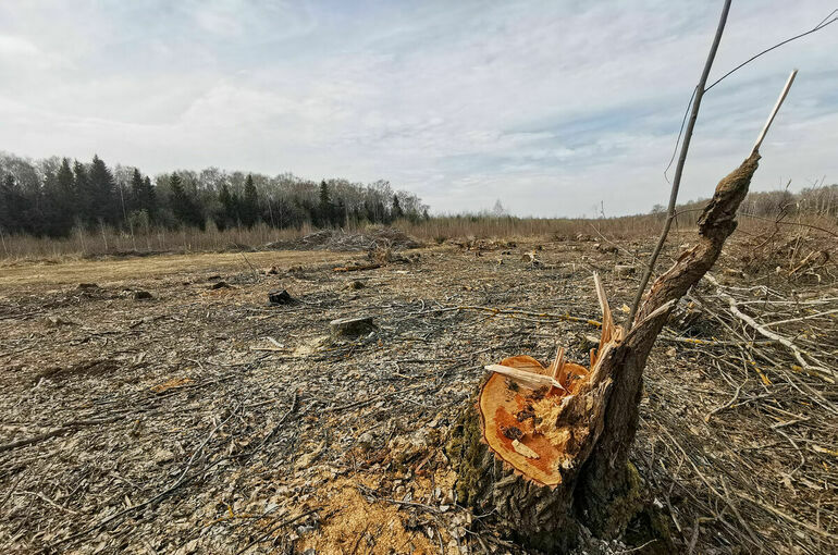 В России появится профессиональный стандарт для лесопатологов