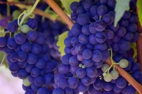Совет Федерации одобрил поправки в закон о виноделии