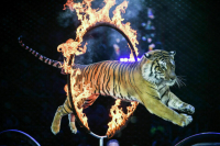В цирках хотят отыскать недокормленных тигров и медведей