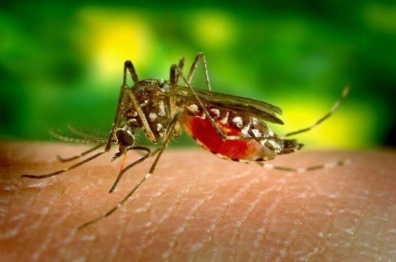 В Херсонской области могут появиться комары — переносчики малярии