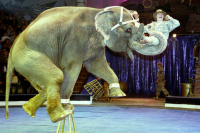 Бурматов выступил за увеличение оснований для проверок цирков