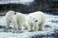 Сохранение и мониторинг арктического биоразнообразия обсудят на ПМЭФ