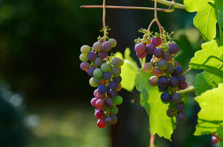 К рассмотрению законопроектов об онлайн-продаже вина вернутся после 20 июня