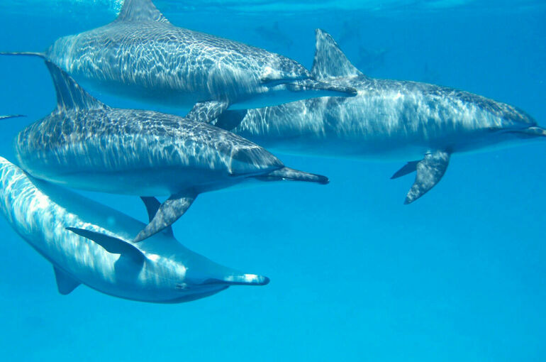 Госдума рассмотрит во втором чтении законопроект о запрете вылова дельфинов