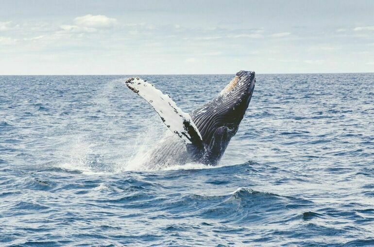 В ЕАЭС запретят вывоз китов, дельфинов и морских свиней