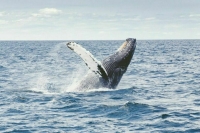 В ЕАЭС запретят вывоз китов, дельфинов и морских свиней