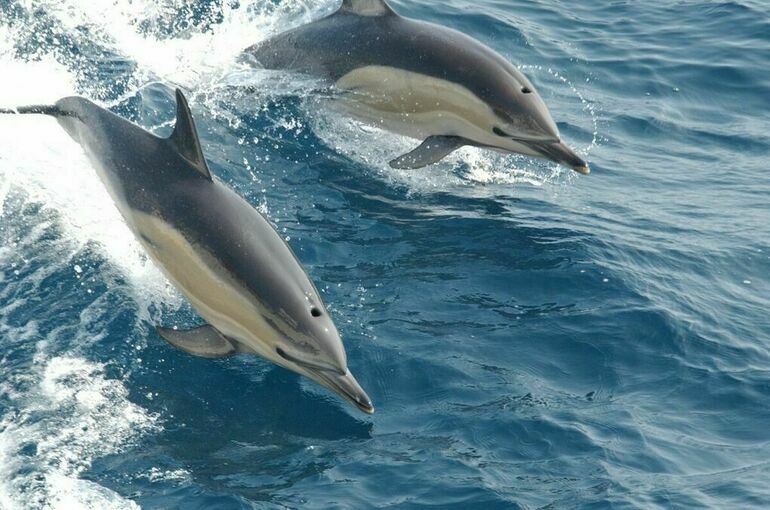Вылавливать дельфинов для шоу запретят законодательно