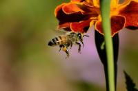 В России защитят пчел от воздействия пестицидов
