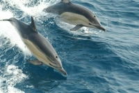 Вылавливать дельфинов для шоу запретят законодательно