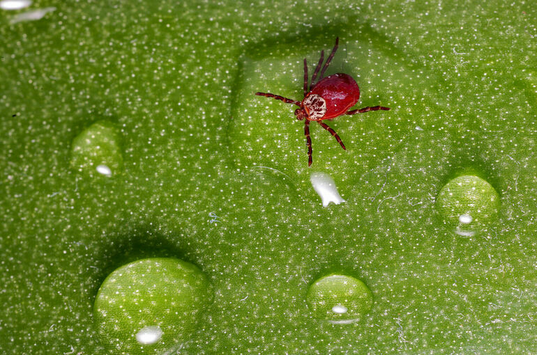 Первый в 2023 году случай конго-крымской лихорадки выявлен в Казахстане