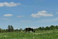 Госдума вводит новые правила импорта племенных животных