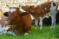 На Кубани поголовье скота выросло более чем на 33 тысячи голов