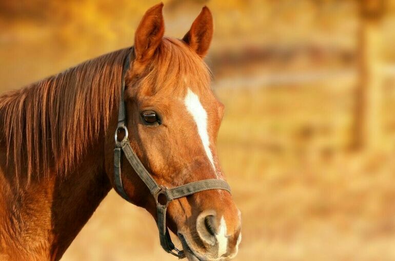 Росстандарт утвердил ГОСТ для услуг иппотерапии