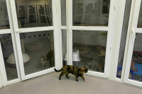 В Госдуму внесли проект о стерилизации животных в приюте через 15 дней