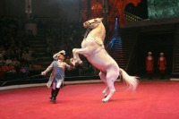В России разработали Стратегию развития циркового искусства до 2035 года
