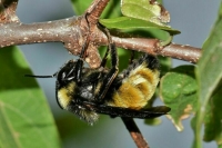 В Башкирии рой домашних пчел напал на двух мальчиков