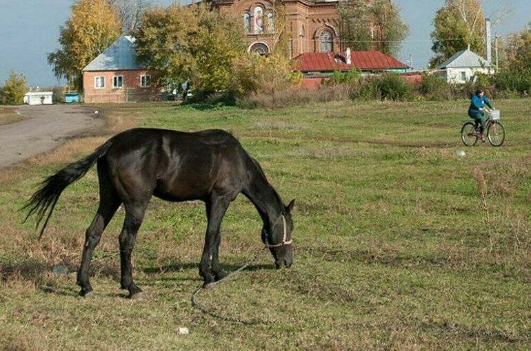 Вирусолог заявил, что Туве не угрожает вспышка сибирской язвы