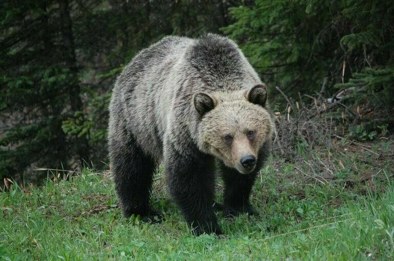 В Башкирии медведи напали на пастуха и грибника