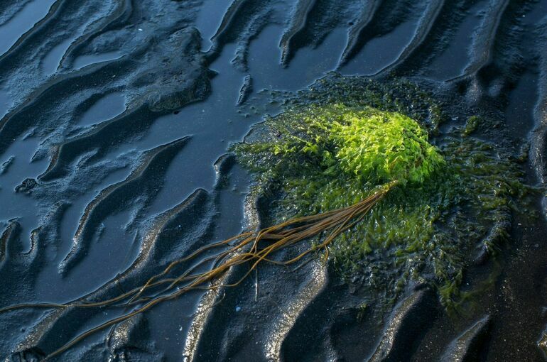 В Коми из-за разлива нефти загрязнено 0,9 га почвы