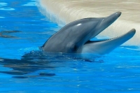 Китов и дельфинов запретят ловить для использования в учебных целях