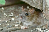 Заболевший «мышиной лихорадкой» пациент рассказал о симптомах