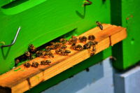 Пчеловодам будут сообщать о применении пестицидов на полях