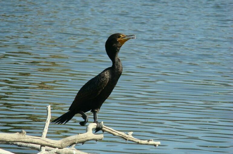 В Татарстане хотят разрешить охоту на бакланов из-за ущерба рыбоводству