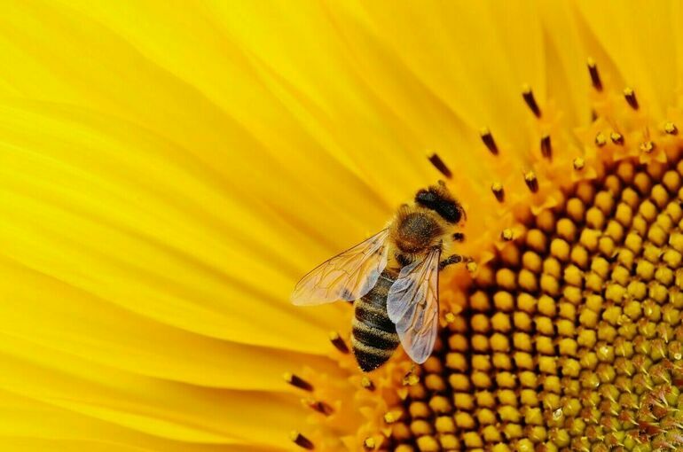 Пчеловодам сообщат о применении пестицидов на полях