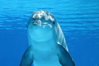 В России ограничат вылов дельфинов и косаток в просветительских целях