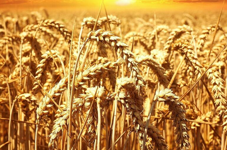 Будет ли продлена зерновая сделка?