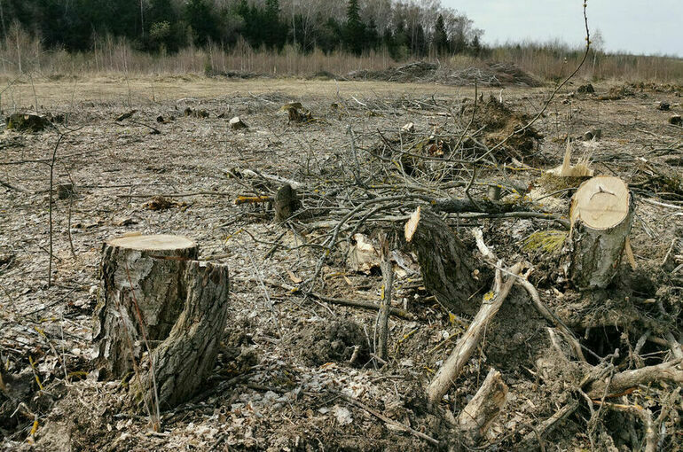 Заготовку древесины для нужд обороны упростят