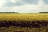 Полянский назвал решение РФ по зерновой сделке окончательным