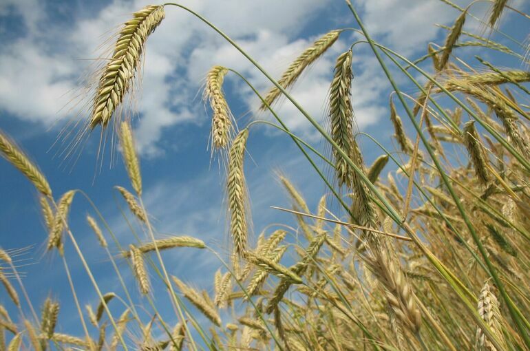 В Брюсселе надеются, что приостановка зерновой сделки будет временной