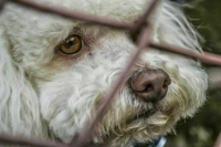 За пропаганду жестокого обращения с животными предлагают наказывать