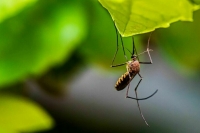 Врач рассказал о системах защиты РФ от распространения лихорадки денге