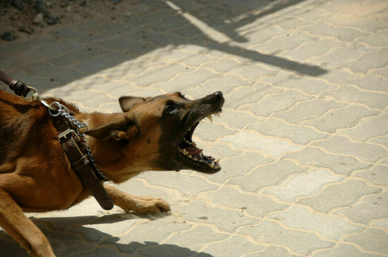В Госдуму внесли законопроект о штрафах за выгул кусачей собаки без намордника