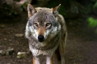 В Новороссийске нашли истощенных волков в вольерах