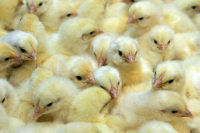 Цыплята могут похудеть, а кукуруза с огурцами — засохнуть