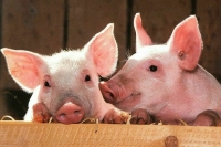 В Ростовской области ввели режим чрезвычайной ситуации из-за чумы свиней