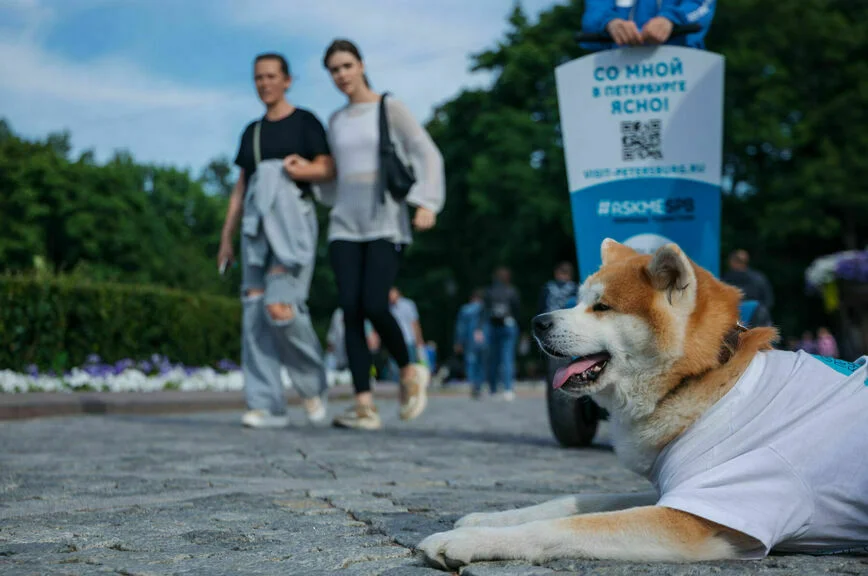Полюбоваться Петербургом и не заблудиться