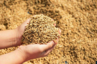 В Минсельхозе не исключили рост цен на зерно в ближайшее время